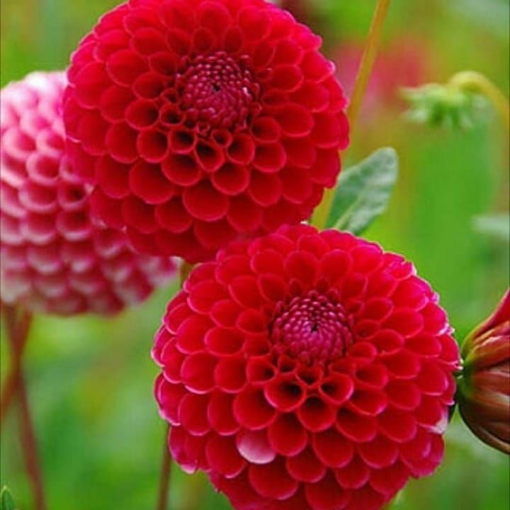 قلبم یواش یواش دیوونه شد براش
